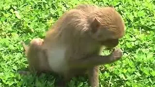 Отдых в Китае, Санья