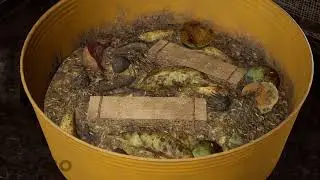 How to rear black soldier flies as feed for your fish and animals