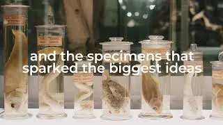 Museum of Zoology