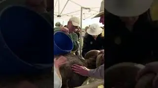 Wildlife Vets at Work!
