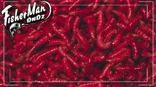 КРАСНЫЙ ОПАРЫШ В ДОМАШНИХ УСЛОВИЯХ. ВЫРАЩИВАНИЕ КРАСНОГО ОПАРЫША.