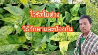 ยารักษาไวรัสใบด่างมีจริงหรือไม่ ถั่วฝักยาว พริก