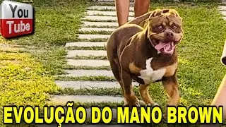 🎨 VEJA COMO O MANO BROWN ESTÁ COM 4 MESES!