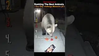 Ranking the Best Animal One Chip Challenge Moments #2 
