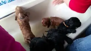 Bath time
