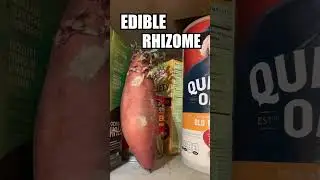 Potato