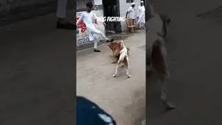 dog fighting ❤❤❤❤#cow #animal #farmanimals #animalgraze #nature #cattle #dog