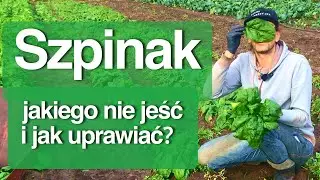 Szpinak, jakiego nie kupować i jak uprawiać?
