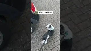 What does Max want to do? Go for a walk or a drive in the car? #shitzu #dog