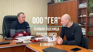 Озимая пшеница в Алтайском крае -  сорта и технология от ООО Гея