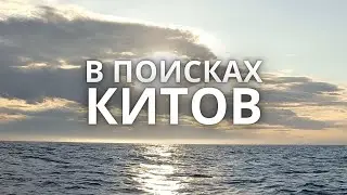 04.06.2024 Киты, Баренцево море