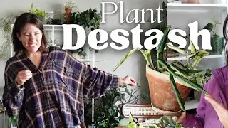 Plant collection Declutter & do plant chores with me ✨