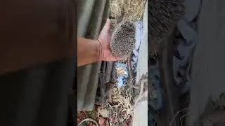АДЫМ ежик и Удачи! #море #ежик  #наука #шортс