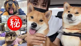 【加拿大宠物展】看看我们都遇到了哪些小动物！😱😍柴犬相亲大会/罗威纳小奶狗/模特狗狗🐶