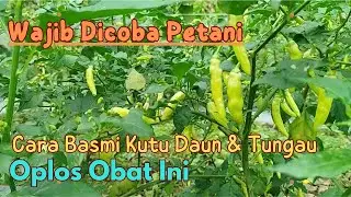 Dasyat Cara Basmi Kutu Daun, Tungau & Antraknosa dengan Obat Ini