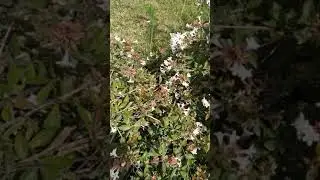 Kelebek , Iphiclides podalirius , Erik kırlangıçkuyruğu