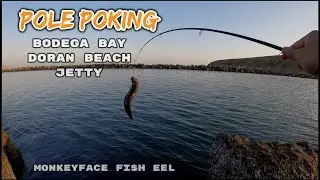 First Time Pole Poking Doran beach Jetty Bodega Bay Monkeyfish