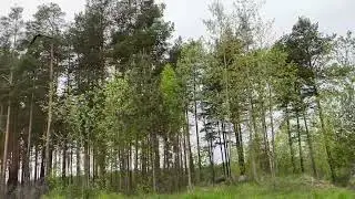 Манок на ворону работает