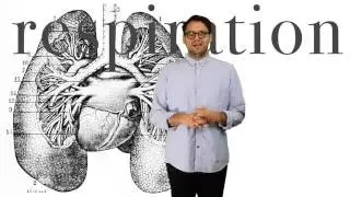 Respiration