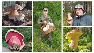 Грибные итоги ! Август ! Разнообразие боровиков ! Часть 2 ! Грибы 2021 !