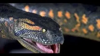 National Geographic  Анаконда - Королева змей