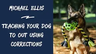 Michael Ellis - Teaching Your Dog to Out Using Corrections (The Power of Playing Tug with Your Dog)
