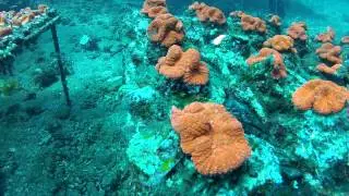 Indo Coral Farming Video