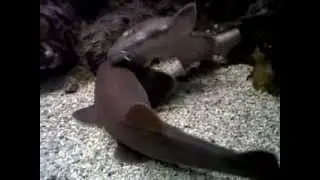 Accoppiamento Chiloscyllioum griseum