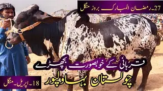 Bhawalpur Cholistan Janwar Mandi || چولستانی بچھڑے بہاولپور جانور منڈی Date.18.April.2023|146