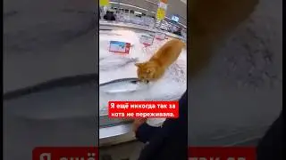 Я ещё никогда так за кота не переживала