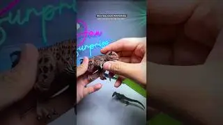 Takara Tomy Jurassic World Collections