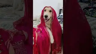 I'm in love With This Golden Retriever🐶 #viral #youtube #puppy #dog #trending #enjoy #happy #cute