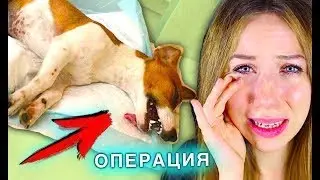 СОБАКА ЭЛЛИ ДИ УМЕРЛА! 😲 | ДЖИНА УМЕРЛА В 2019 😰