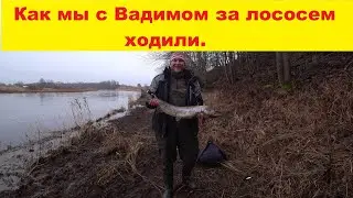 How Vadim and I went salmon fishing. Season opening 2020. Salaca River LV. Lašu cope Salacā.