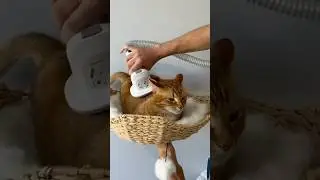 Different levels of cat brushes 😳