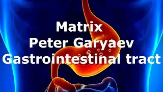 Matrix  Peter Garyaev / Gastrointestinal tract /  sound healing / quantum healing / view / DNA