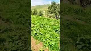 Табиати зебои Муьминобод Ватан Гуфтам 