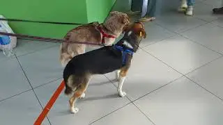 Неразлучники переживают, когда их куратор отходит.