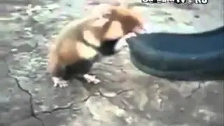 Аццкий хомяк, часть 1