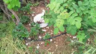 6 yaş chandler ceviz bahçesi Isparta