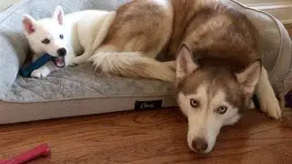 Laika finally shares her bed with Nova the Husky Puppy!