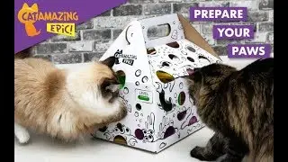 Cat Amazing EPIC! Kickstarter video