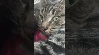 #cat #catlover #pets #funny #cute #залетит #сварка #cricket #подпишись #кот #другой #котик #sports