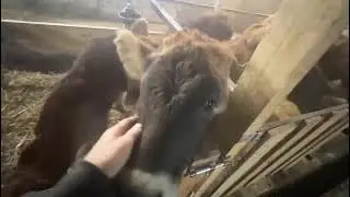 Поим молодых телят (и собаку) :)