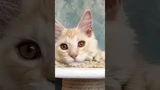 котики в продаже