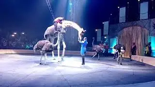 Цирк - шоу жирафа, верблюдов, зебр, страусов . Circus. the show giraffe, camels, zebras, ostriches.