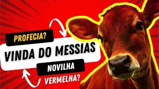 Novilha Vermelha, profecia dos fins dos tempos? | Na Luz