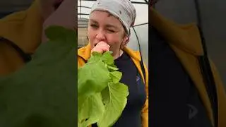 Пробуем редиску