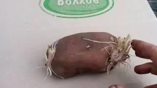 как выбрать посадочный картофель