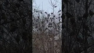 Привет от Таганрогских Воробьев!